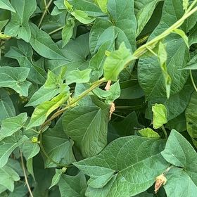 Photo of the plant species Appalachia False Bindweed by @UniqueGuasca62 named McKinley on Greg, the plant care app