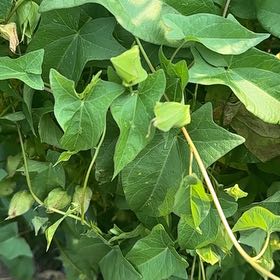 Photo of the plant species Appalachia False Bindweed by @UniqueGuasca62 named Lavender on Greg, the plant care app