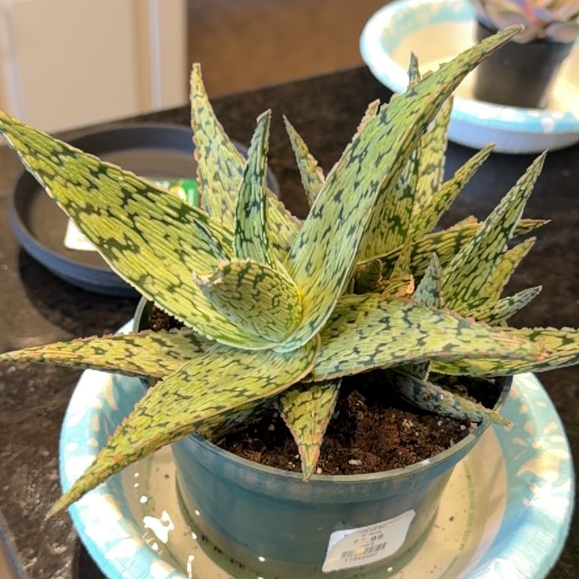 Photo of the plant species Pink Blush Aloe by @AliveTricolor85 named Demi on Greg, the plant care app