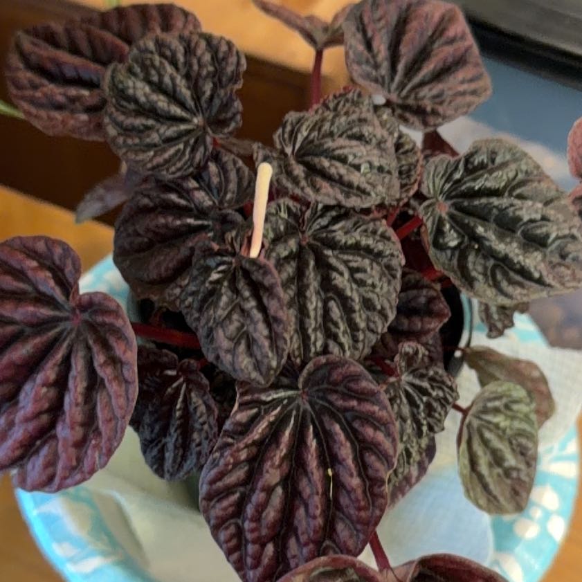 Photo of the plant species Red Ripple Peperomia by @AliveTricolor85 named da Vinci on Greg, the plant care app