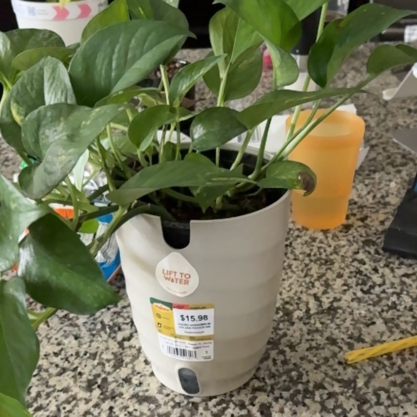 Photo of the plant species Global Green Pothos by @StylishLovage99 named Sproutacus on Greg, the plant care app