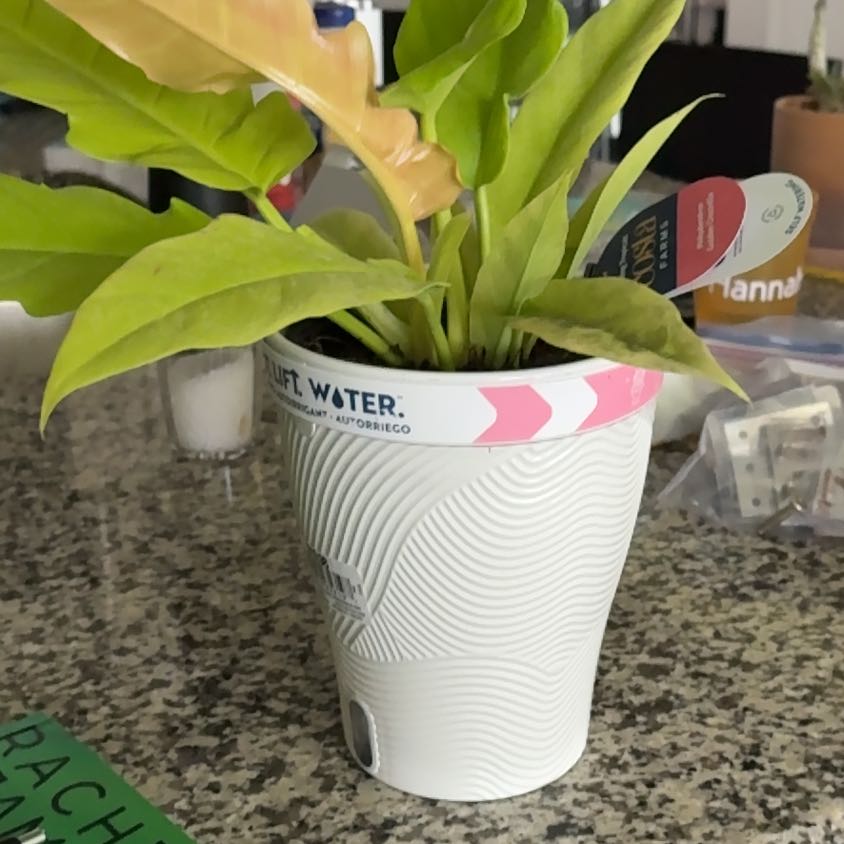 Photo of the plant species Golden croc by @StylishLovage99 named Maya on Greg, the plant care app