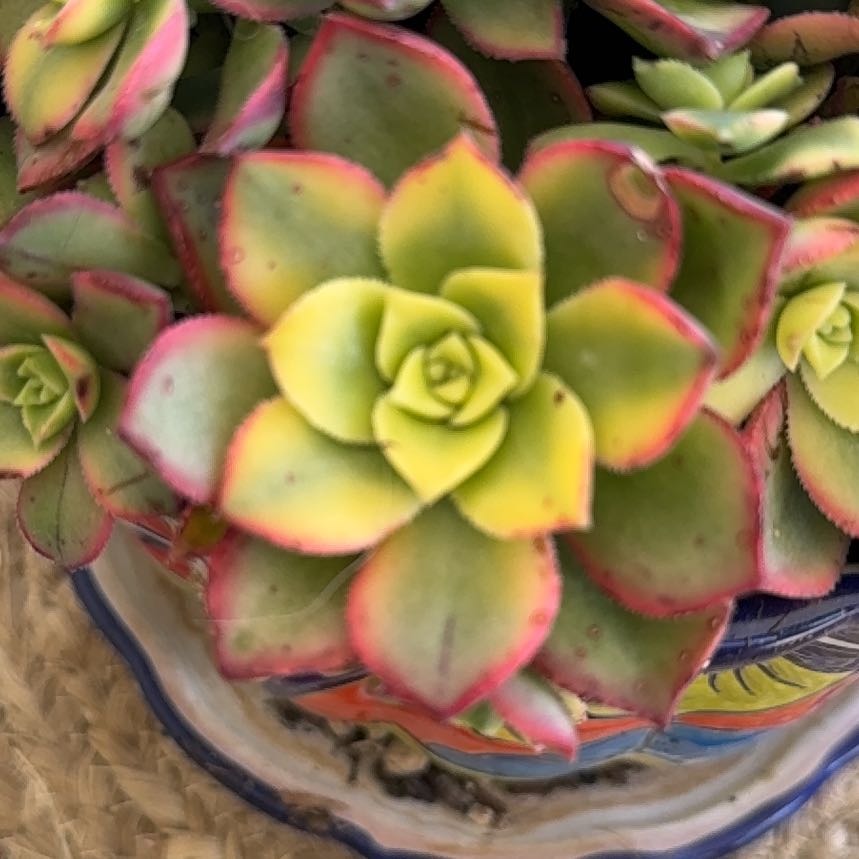 Photo of the plant species succulent by @ZanyDyebush14 named Kiwi on Greg, the plant care app