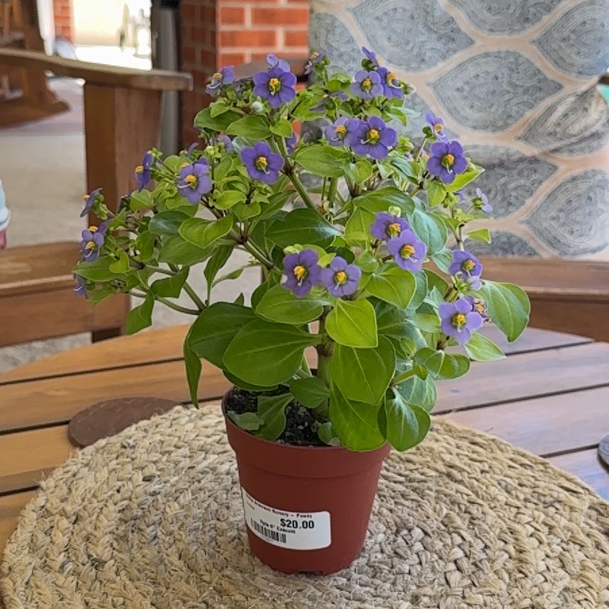 Photo of the plant species Persian violet by @ZanyDyebush14 named Jasmine is on Greg, the plant care app