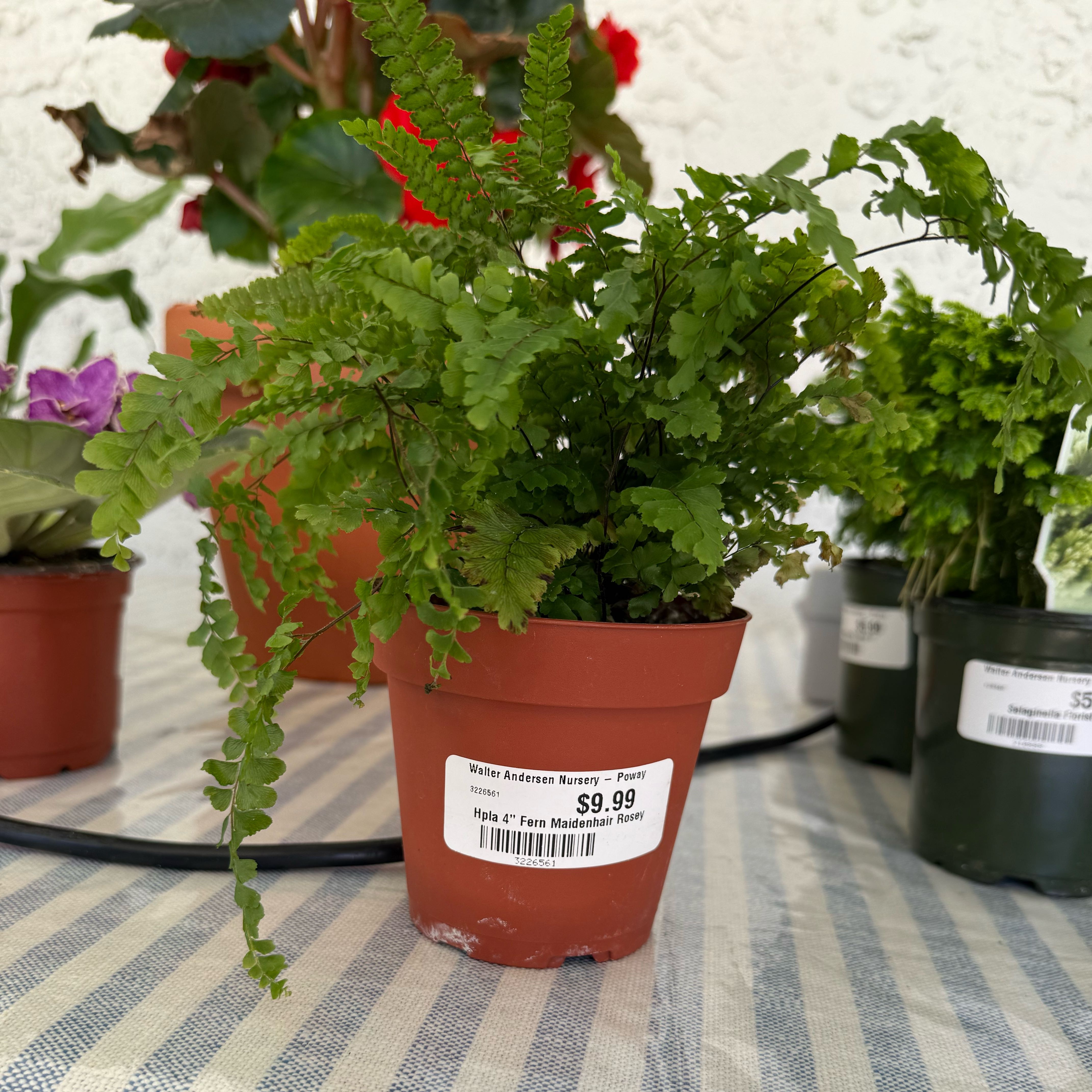 Photo of the plant species Northern Maidenhair Fern by @ZanyDyebush14 named Lady Marian on Greg, the plant care app