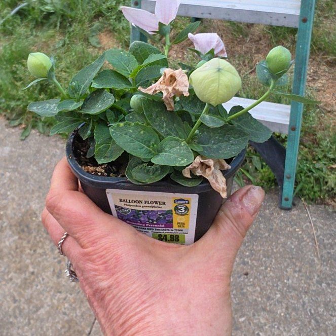 Photo of the plant species Balloon-Flower by @LeadPigsqueak16 named Figyonce on Greg, the plant care app