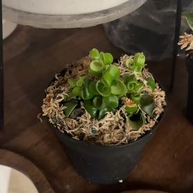 Photo of the plant species Curly Lipstick Plant by @TopdrawerMint0 named Aeschynanthus Rasta on Greg, the plant care app