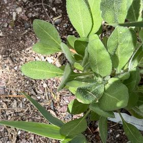 Photo of the plant species Yellow Daisy by @ClementJicaro83 named Shakira on Greg, the plant care app
