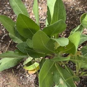 Photo of the plant species Great Blanket Flower by @ClementJicaro83 named Duke on Greg, the plant care app