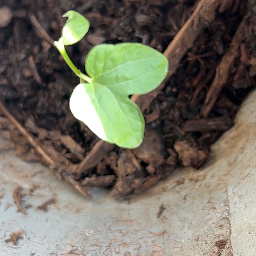 Photo of the plant species Mexican Morning Glory by @ClementJicaro83 named Einstein on Greg, the plant care app