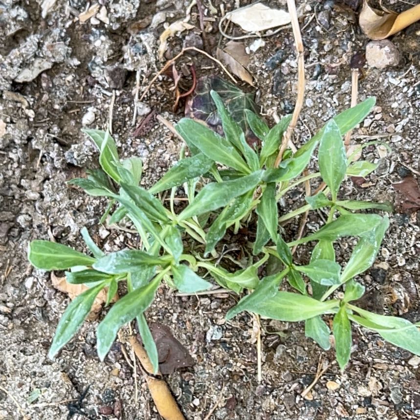 Photo of the plant species Valeriana rubra by @ClementJicaro83 named Marley on Greg, the plant care app