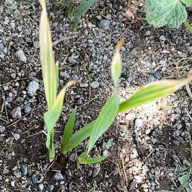 Photo of the plant species Tiger Flower by @ClementJicaro83 named Michelle Branch on Greg, the plant care app