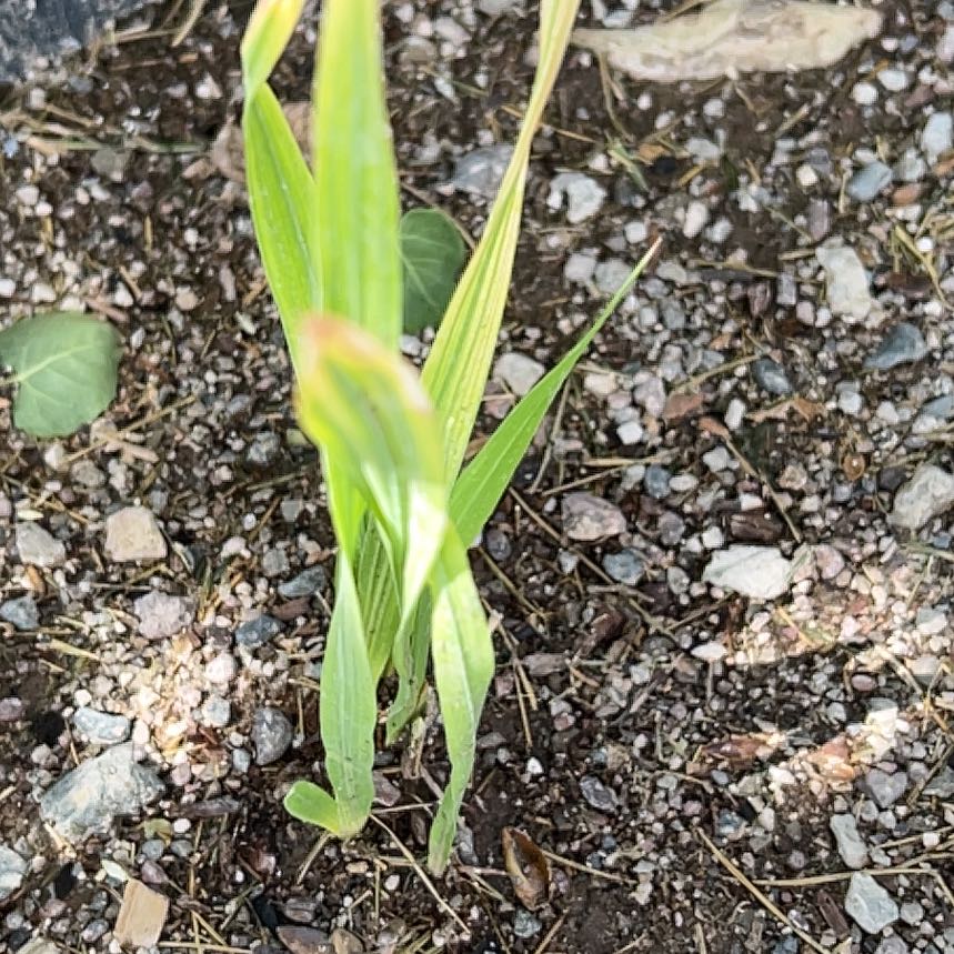 Photo of the plant species Tiger Flower by @ClementJicaro83 named Diana on Greg, the plant care app