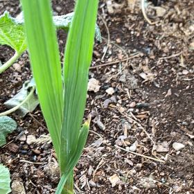 Photo of the plant species Gladiolus by @ClementJicaro83 named Figyonce on Greg, the plant care app