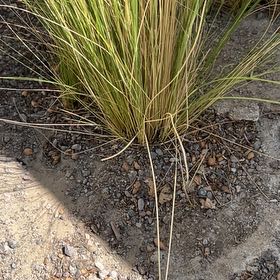 Photo of the plant species Calamagrostis arenaria by @ClementJicaro83 named Spike Leaves on Greg, the plant care app