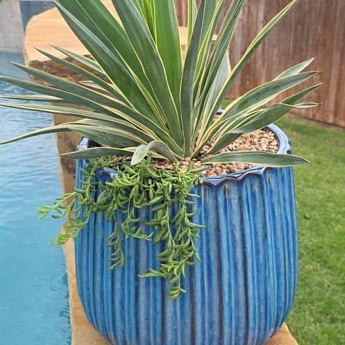 Photo of the plant species Adam's Needle by @Tre80 named Thing 1 on Greg, the plant care app