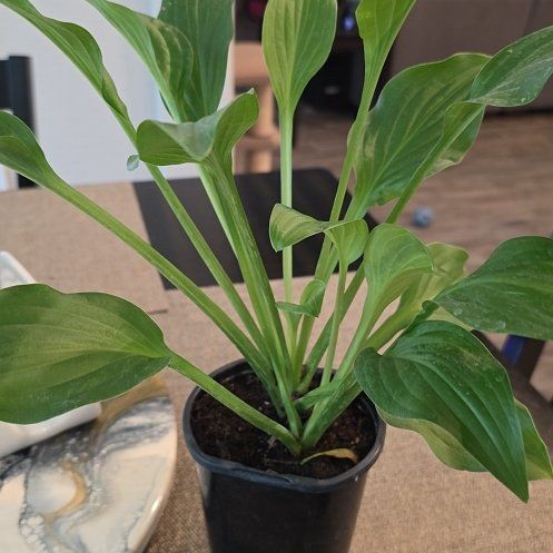 Photo of the plant species Hosta 'Devon Green' by @Tre80 named Lilly on Greg, the plant care app