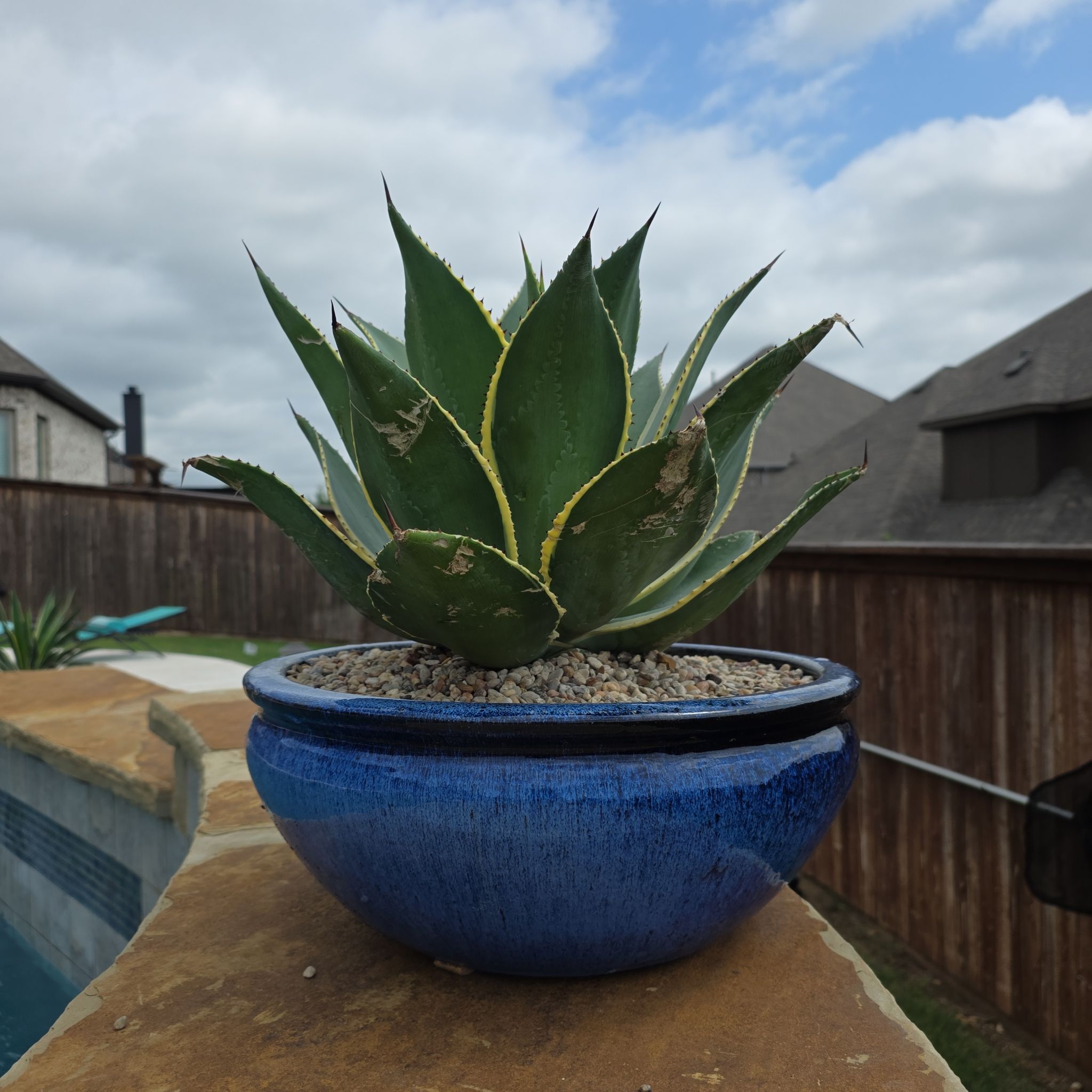 Photo of the plant species Agave celsii 'Multicolor' by @Tre80 named Abe on Greg, the plant care app