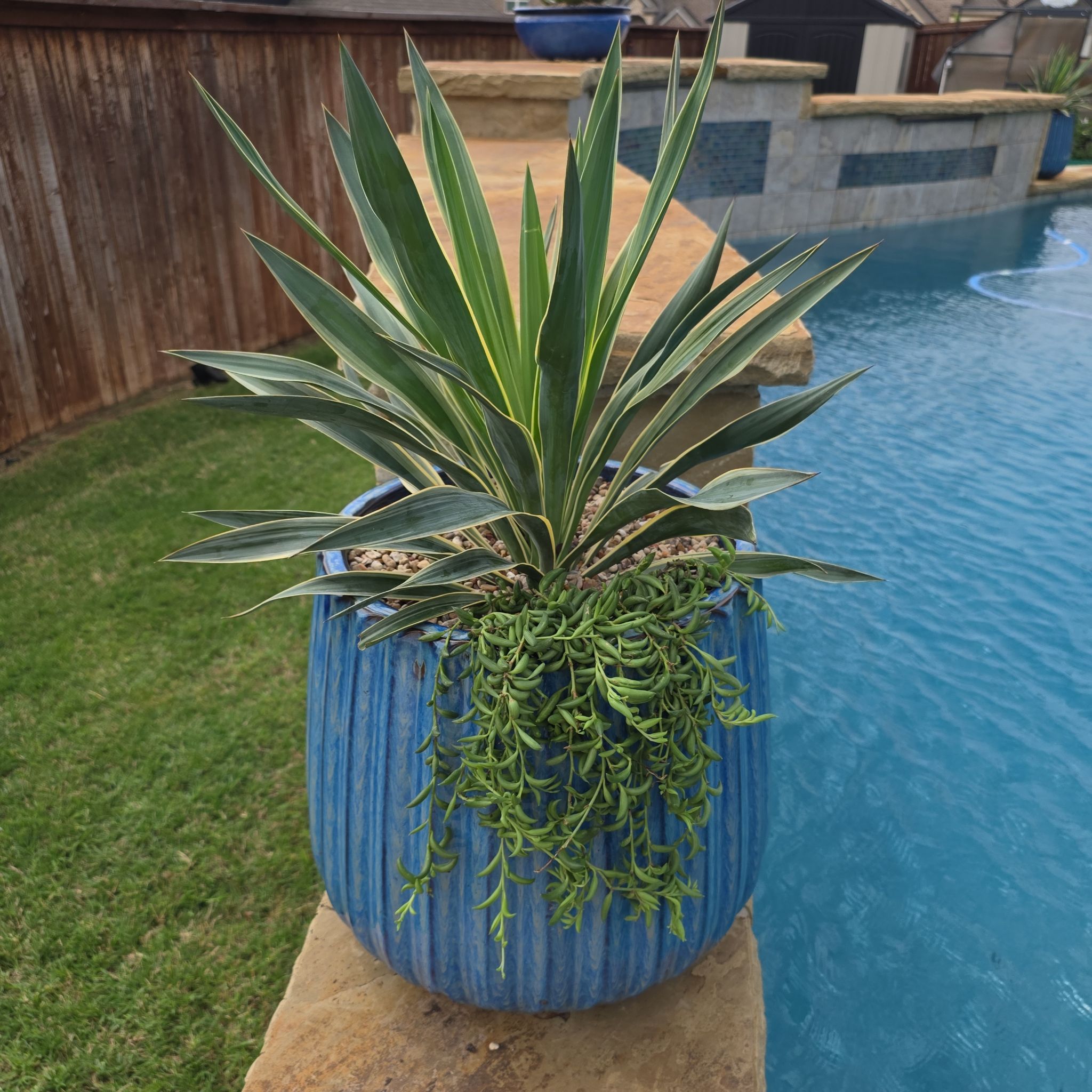 Photo of the plant species Adam's Needle by @Tre80 named Thing 2 on Greg, the plant care app