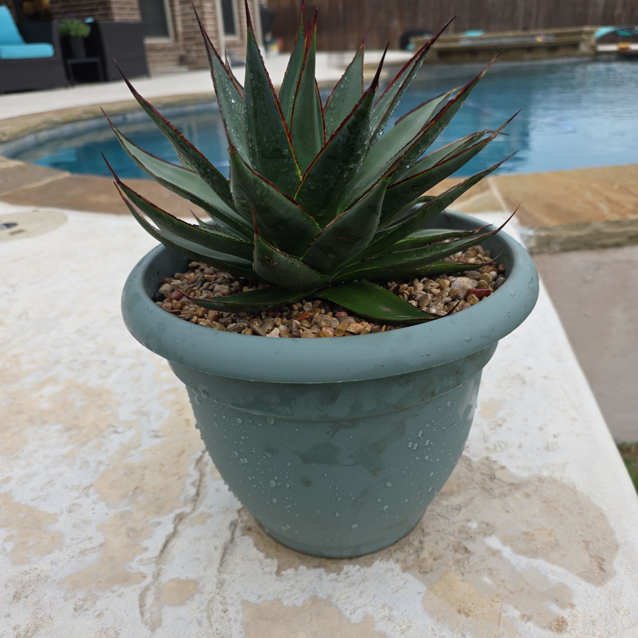 Photo of the plant species Coastal Agave by @Tre80 named Blue on Greg, the plant care app