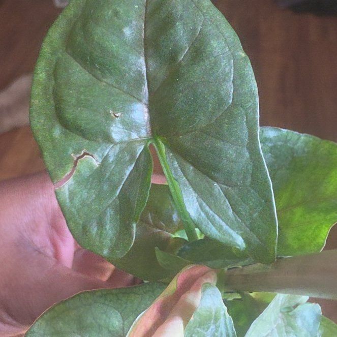 Photo of the plant species Dwarf Voodoo Lily by @ImmenseJicaro75 named Kobe on Greg, the plant care app