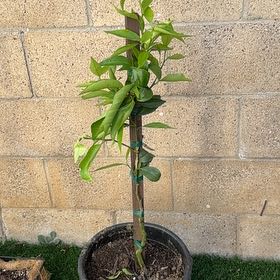 Photo of the plant species Clementine Mandarin by @SvelteRedpine30 named Clementines up on Greg, the plant care app