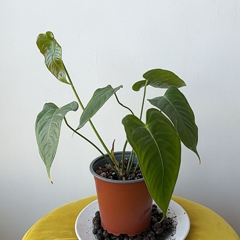 Anthurium veitchii plant in a pot with large, healthy leaves on a yellow surface.