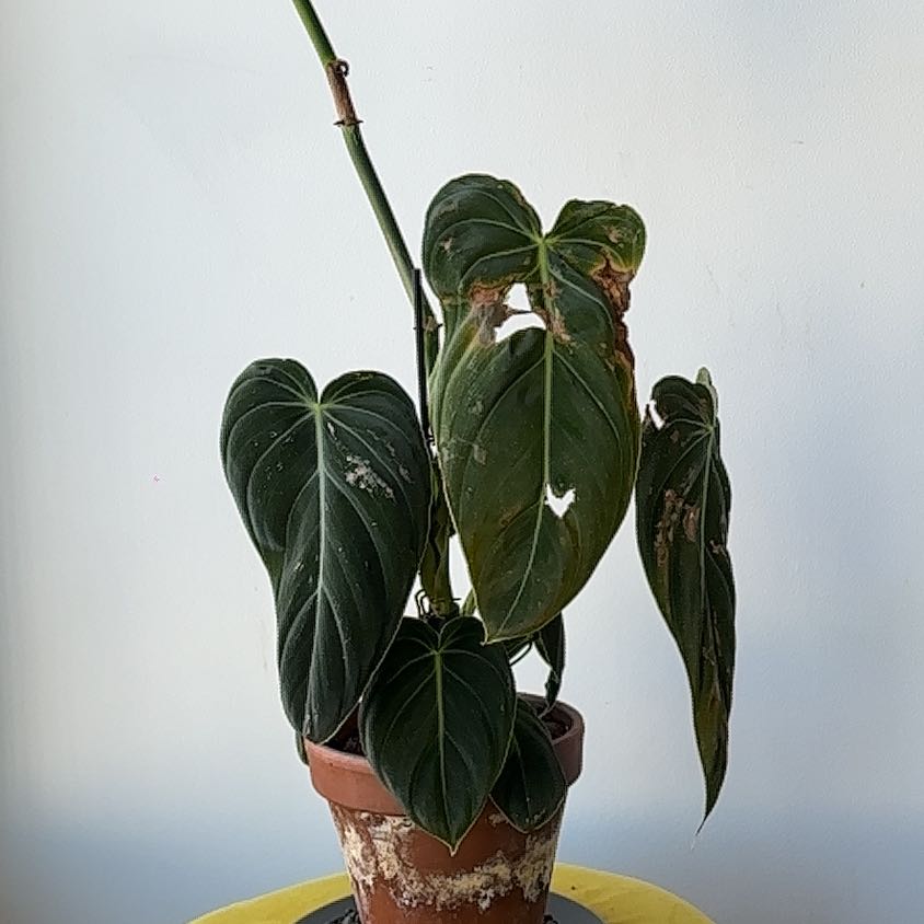 Potted Black Gold Philodendron with large, dark green leaves showing some browning and damage.