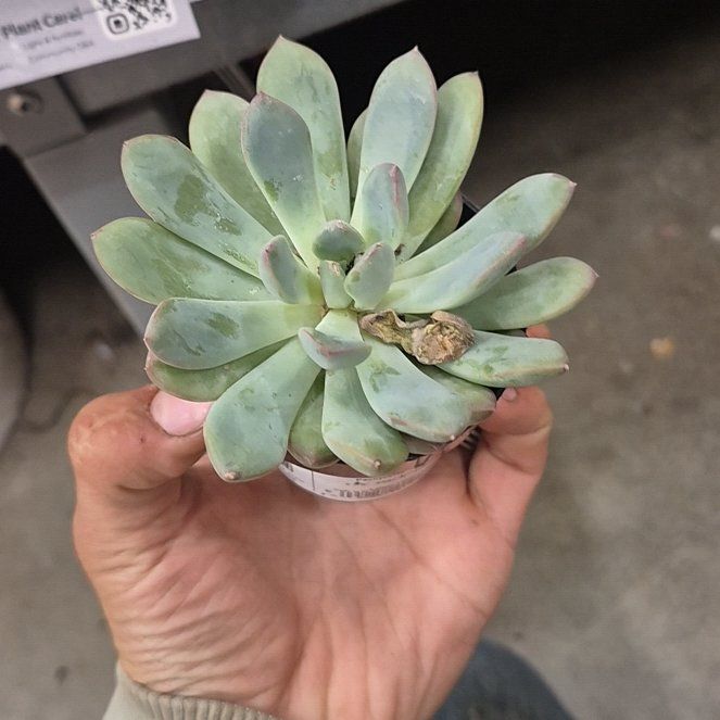 Photo of the plant species Pachyveria 'Claire' by @HolyGray86 named Darwin on Greg, the plant care app