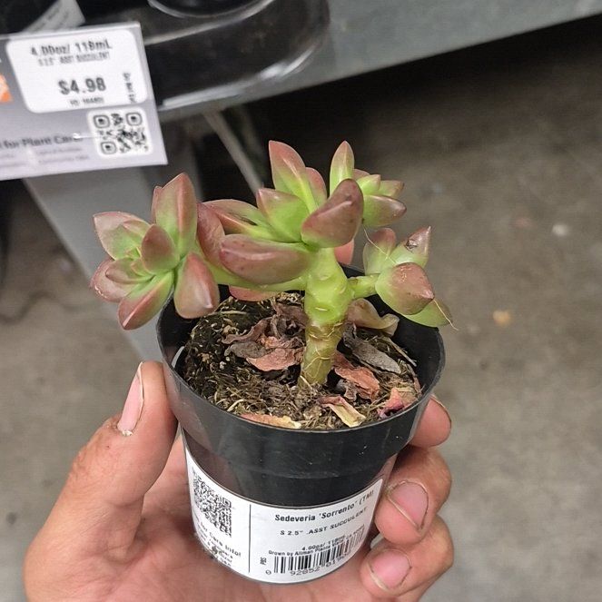 Photo of the plant species Sedeveria 'Sorrento™' by @HolyGray86 named Tipsy on Greg, the plant care app