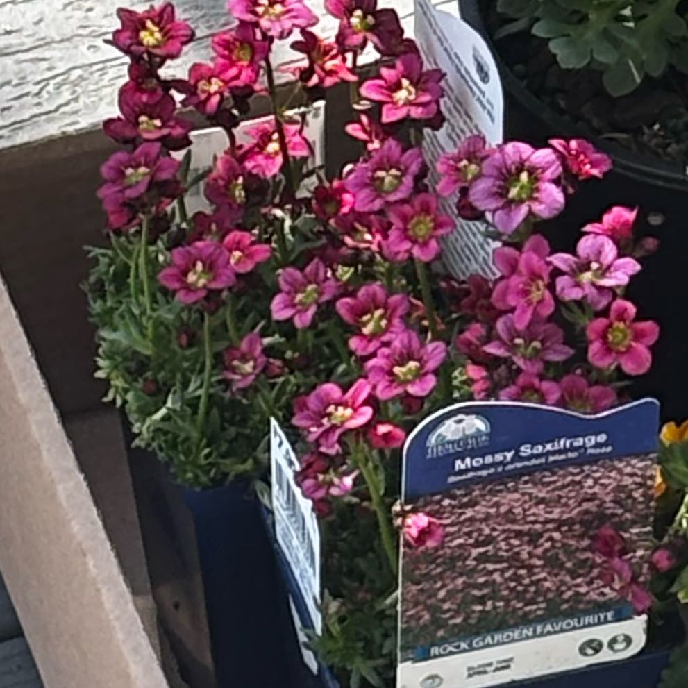 Photo of the plant species Pink Mossy Saxifrage by @PrizeKudulily99 named Foxxy on Greg, the plant care app