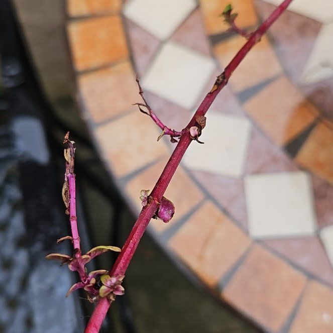 Photo of the plant species Virginia Creeper by @SkilledColeus77 named McKinley on Greg, the plant care app