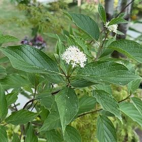 Photo of the plant species Red-Barked Dogwood by @WiredViolet52 named Robert Plant on Greg, the plant care app