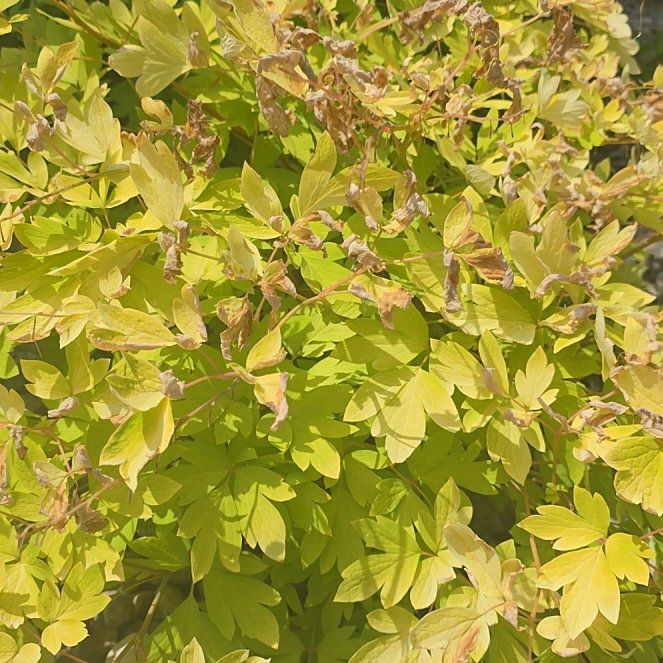 Photo of the plant species Asian Bleeding-Heart by @IconAllspice51 named Sanders on Greg, the plant care app