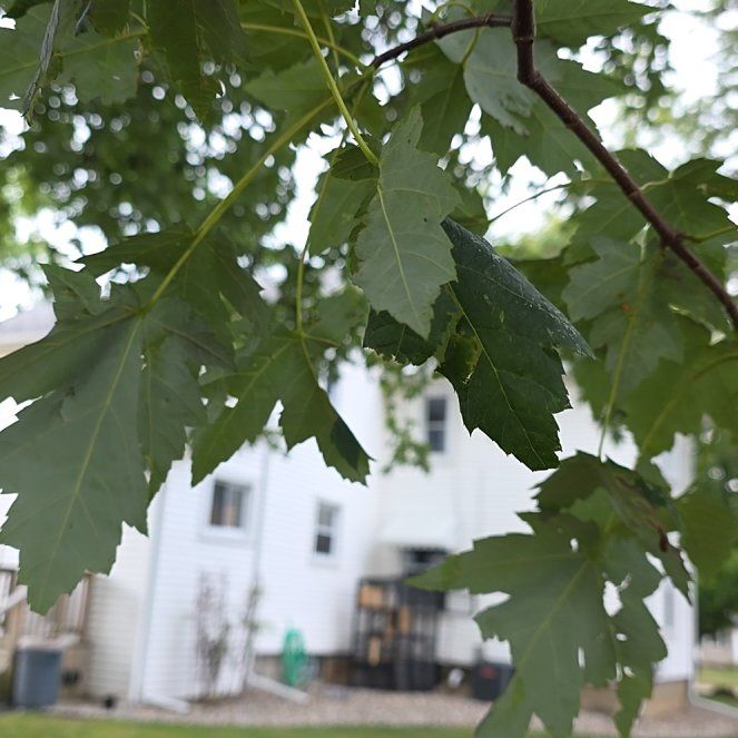 Photo of the plant species Acer Saccharinum by @IconAllspice51 named Bigleef Smalls on Greg, the plant care app