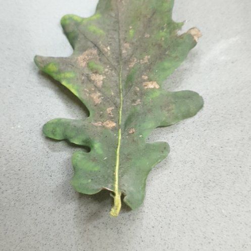 Photo of the plant species English Oak by @SirRamshorn70 named Peter Parker on Greg, the plant care app