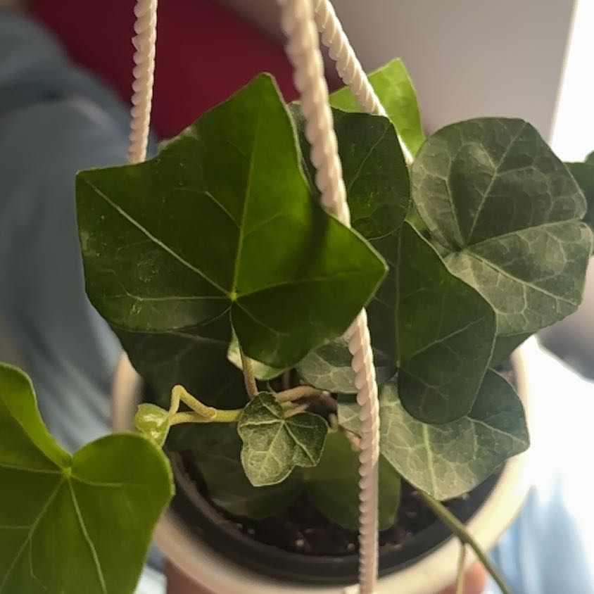 Photo of the plant species Baltic Ivy by @LadyCapsicum24 named Jessica on Greg, the plant care app