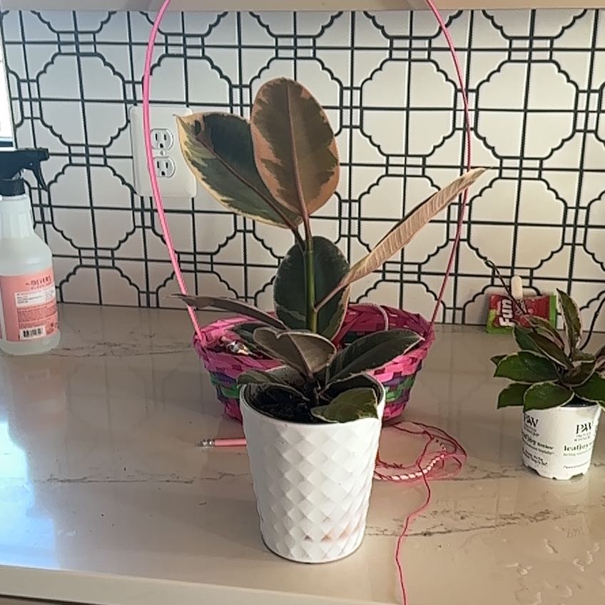 Photo of the plant species Rubber Plant 'Belize' by @BrightMoss67 named ChloroPhil on Greg, the plant care app