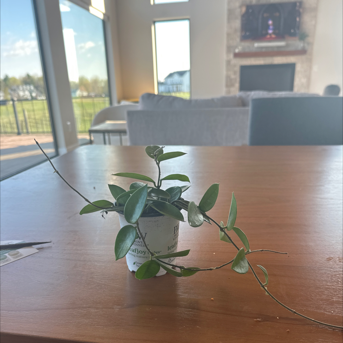 Photo of the plant species Hoya Hybrid by @BrightMoss67 named Sherlock on Greg, the plant care app