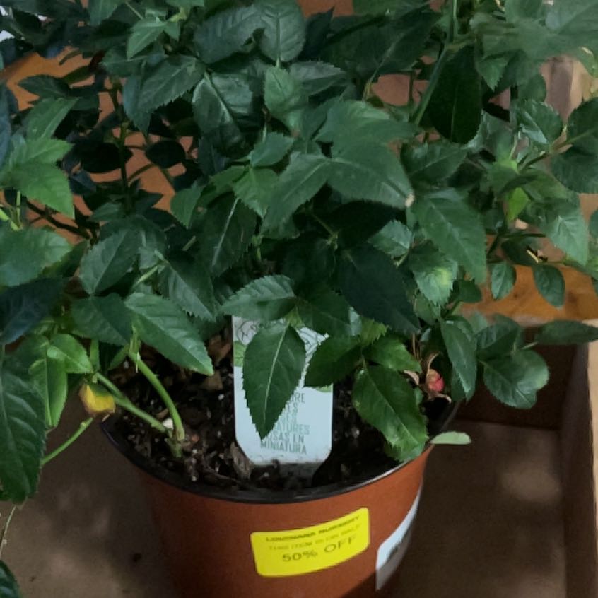 Photo of the plant species Miniature Kordana Rose by @NiceOrpine41 named Curie on Greg, the plant care app