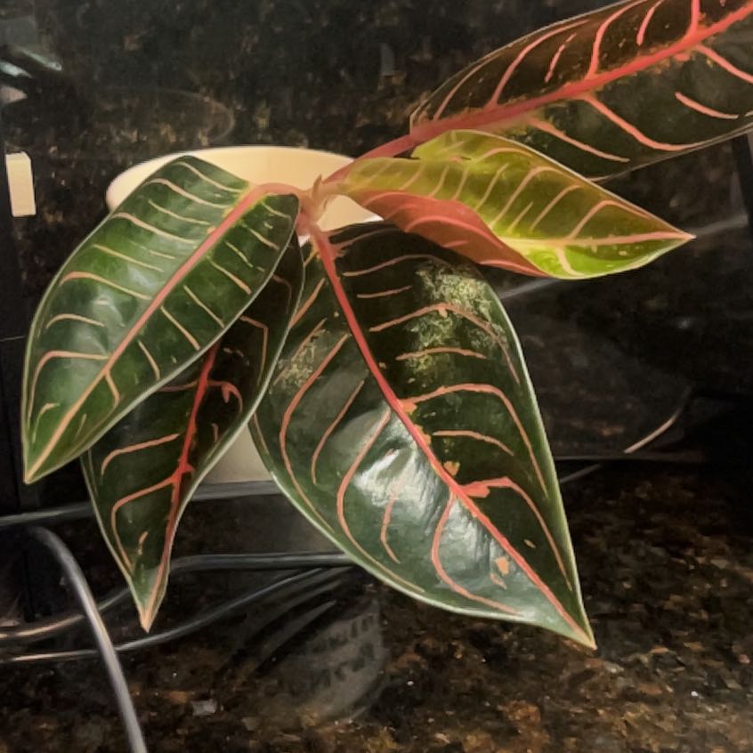 Photo of the plant species Chocolate Aglaonema by @NiceOrpine41 named Aristotle on Greg, the plant care app