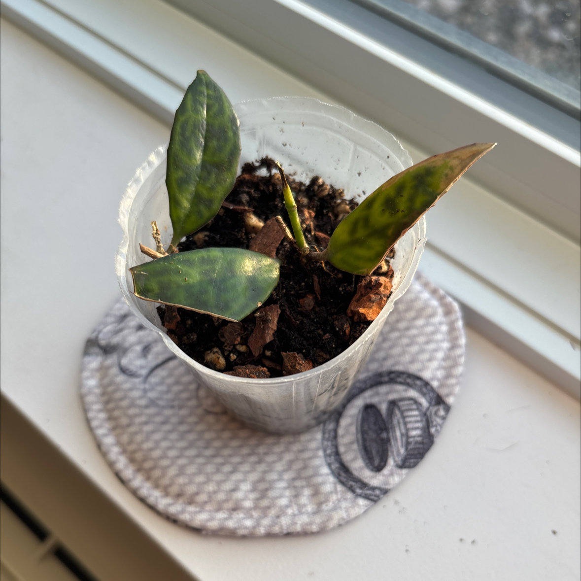 Photo of the plant species Lipstick Plant by @Klock named Robert Plant on Greg, the plant care app