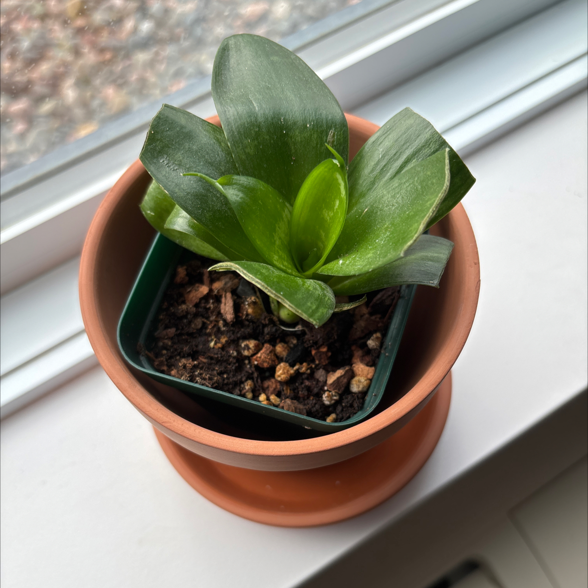 Photo of the plant species Bird's Nest Snake Plant by @Klock named Clooney on Greg, the plant care app