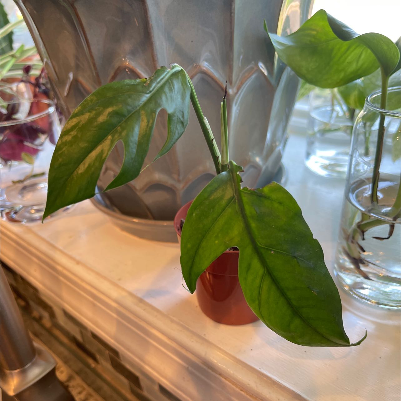 Baltic Blue Pothos plant with green leaves in a small pot on a shelf.