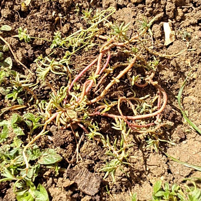 Photo of the plant species Field Burrweed by @OrganicSalal28 named Bieber on Greg, the plant care app