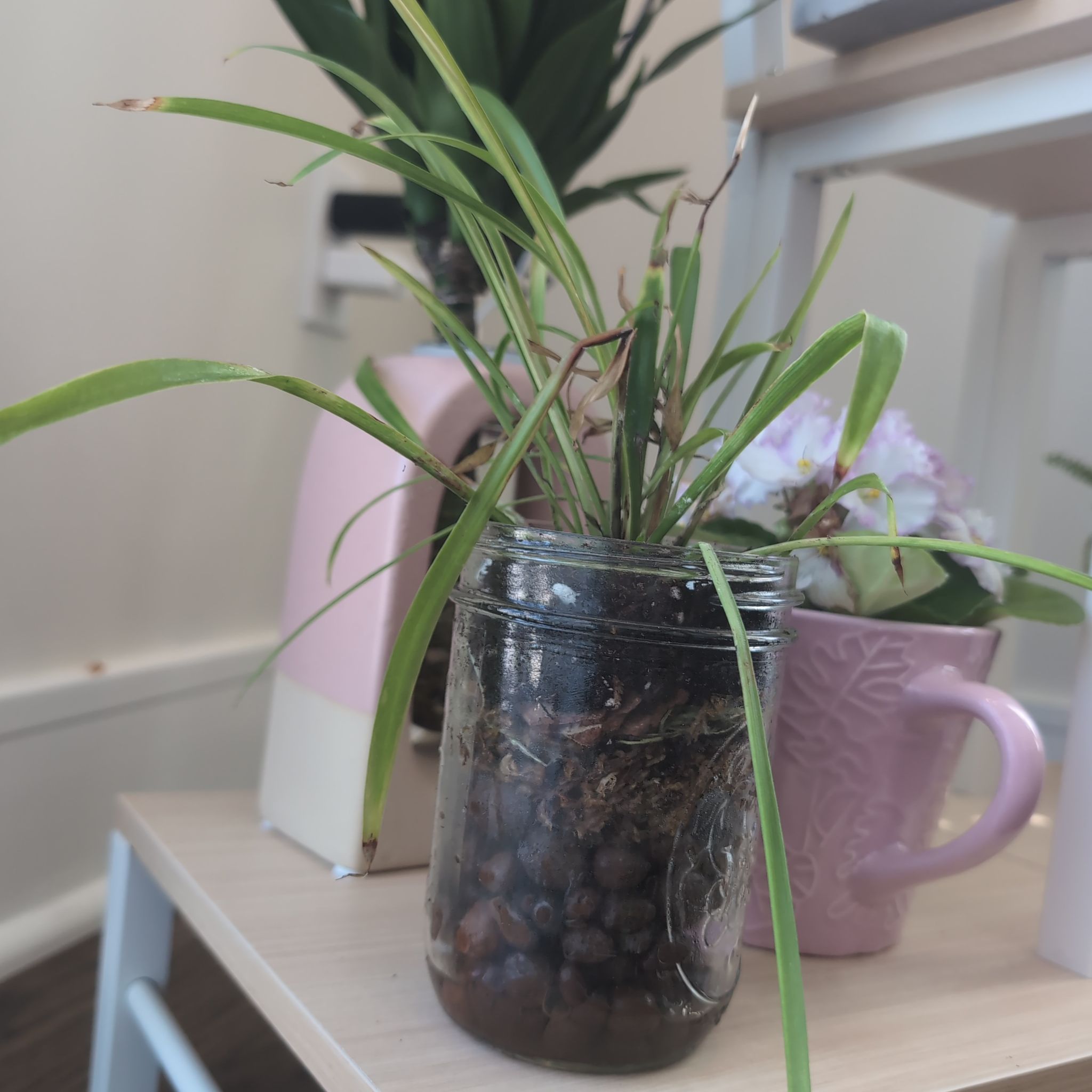 Photo of the plant species Cape Spider Plant by @KeenPalqui62 named Brandon's Bastard Baby on Greg, the plant care app