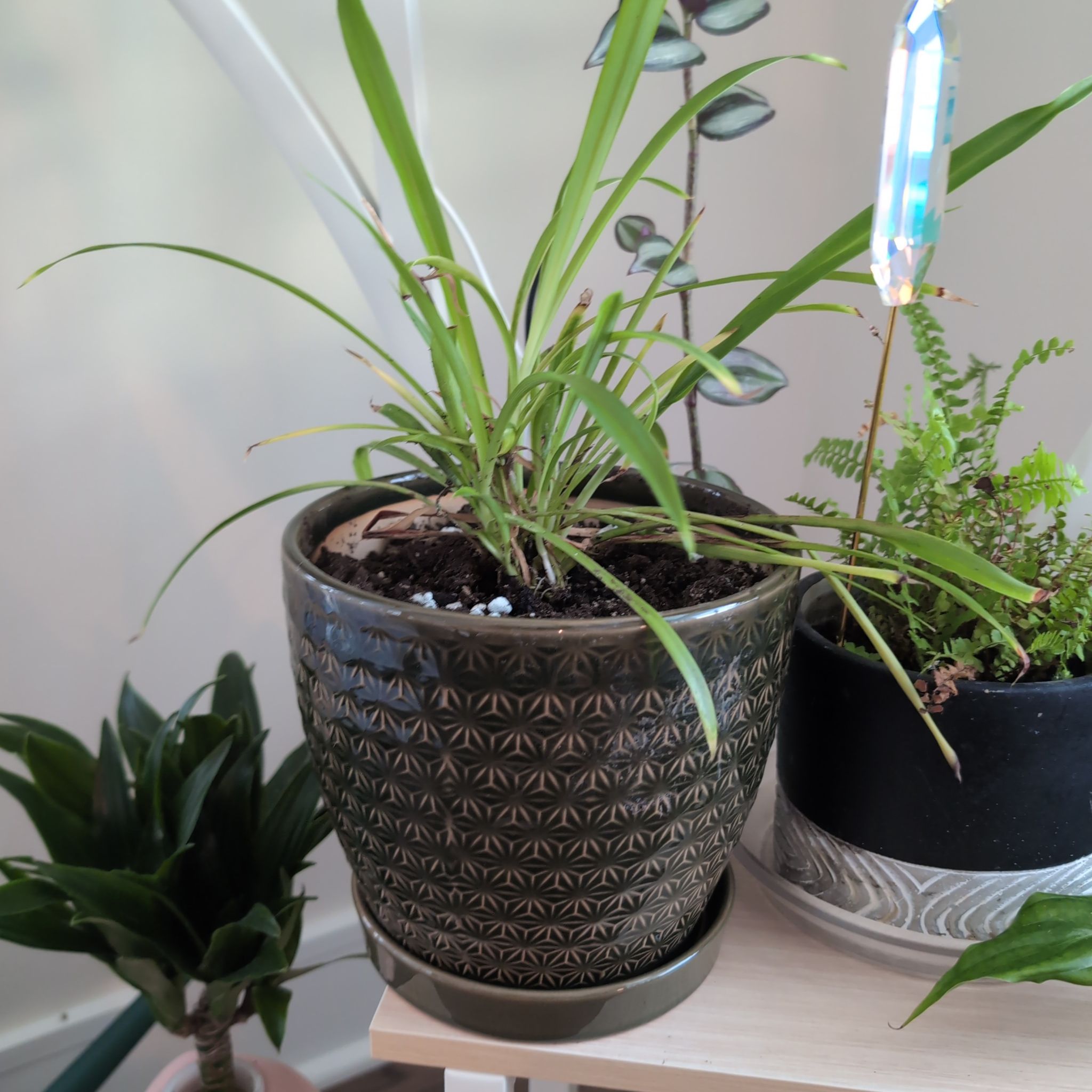 Photo of the plant species Cape Spider Plant by @KeenPalqui62 named Brandon's Bastard Baby on Greg, the plant care app