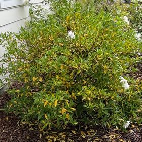 Photo of the plant species Western Azalea by @AlwaysLantana44 named Anne on Greg, the plant care app
