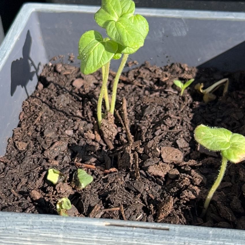 Photo of the plant species Abelmoschus Esculentus by @SweetRedrose5 named Rihanna on Greg, the plant care app