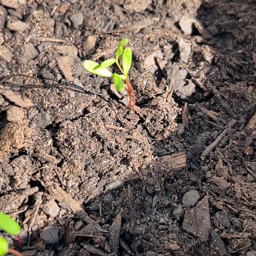 Photo of the plant species Marigold by @SweetRedrose5 named Sir Plancelot on Greg, the plant care app